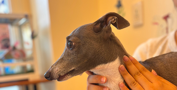 あずきくんときなこくん