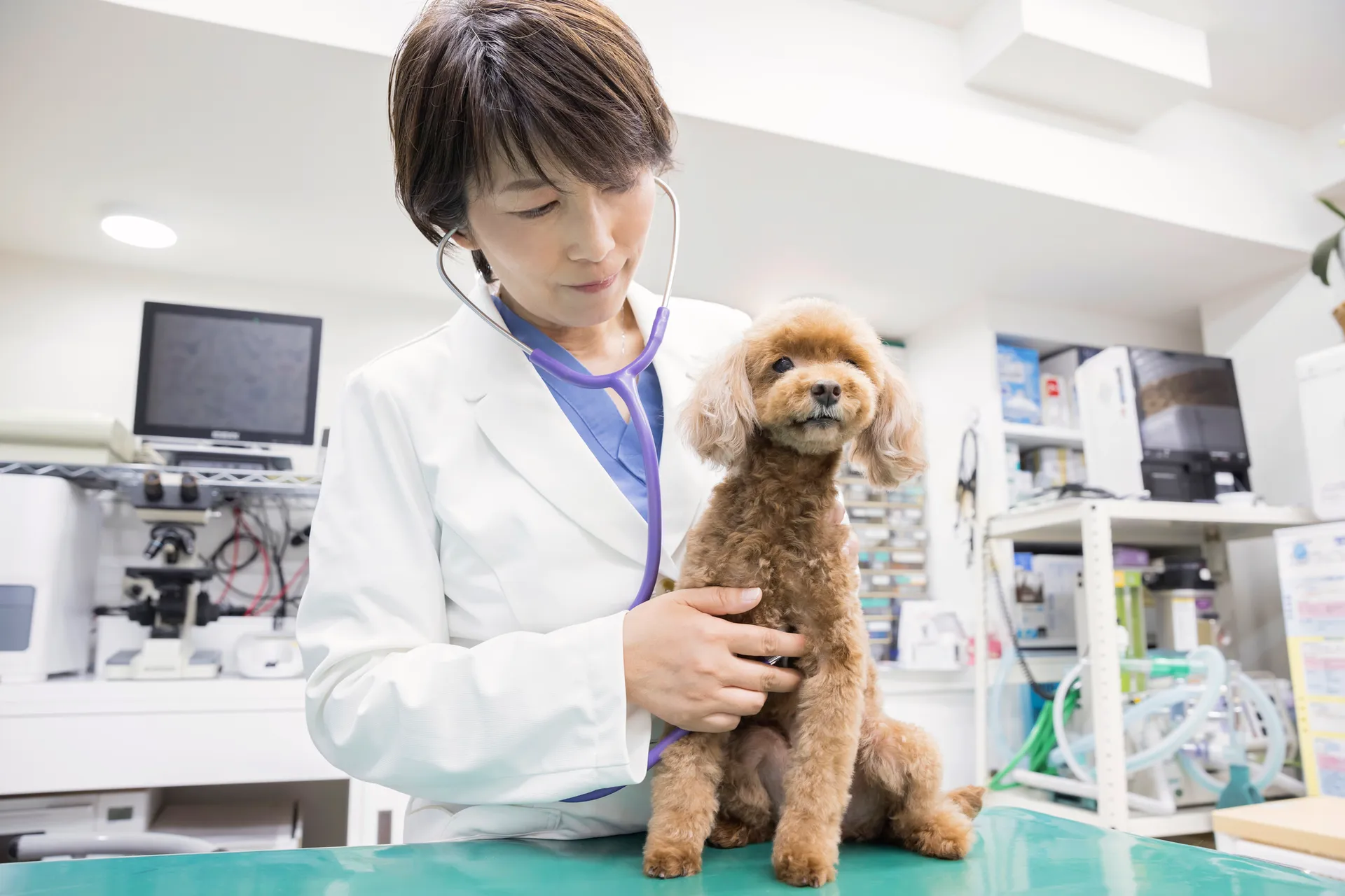 獣医師とペットの健康診断の様子