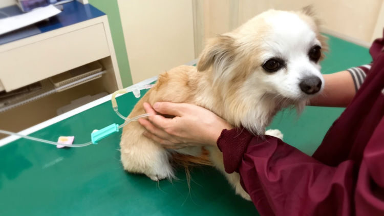 犬と飼い主の写真