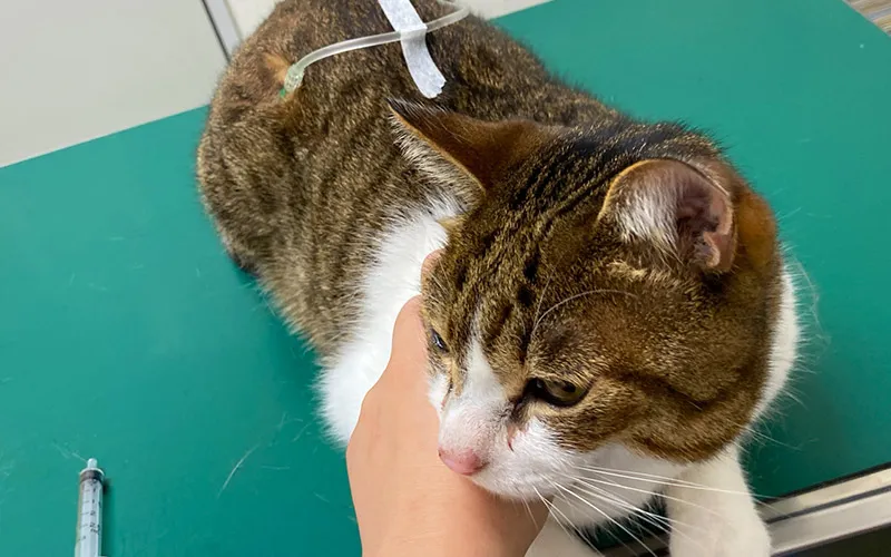 避妊去勢手術を検討する飼い主と猫
