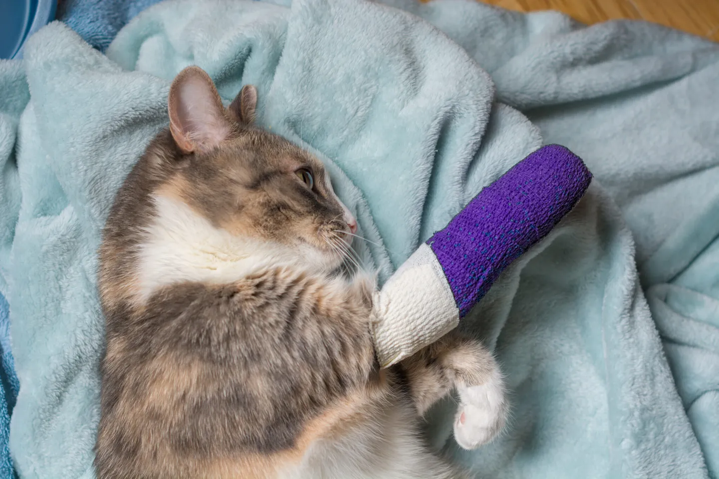 動物病院で診察を受ける猫