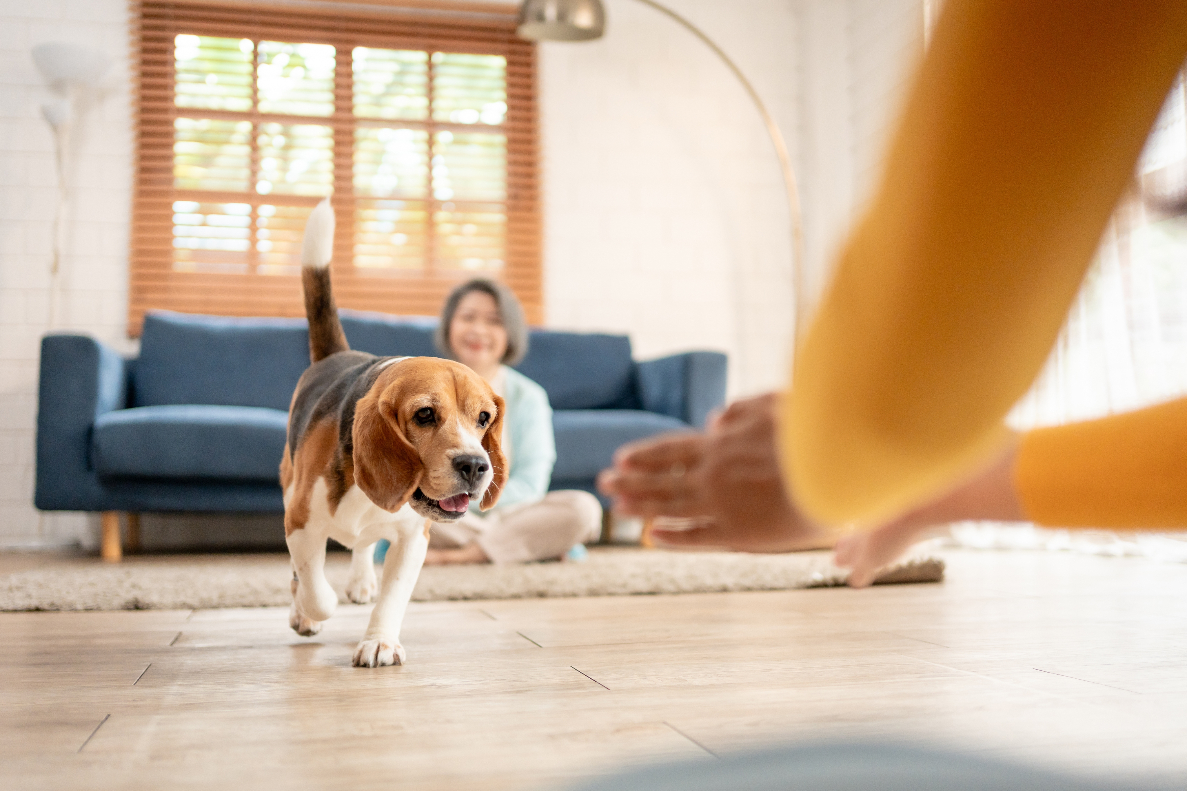 うちの子の引取り先を考える飼い主